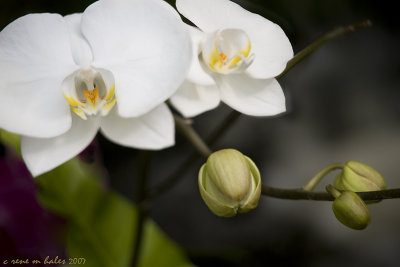 White Orchids - Image Harvesting
