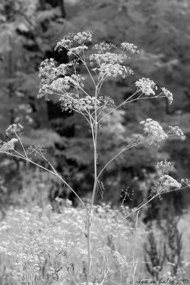 Solitary Weed