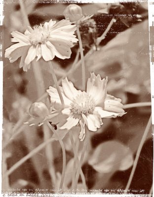 Greenway Flowers