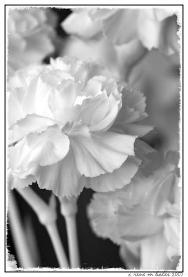 Carnations (B&W)