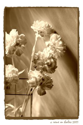 Shadows & Carnations