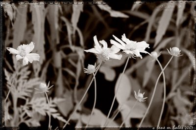 Coreopsis Revisited