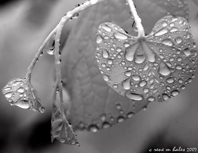 Redbud Droplets