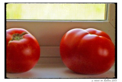 tomatoes on the sill