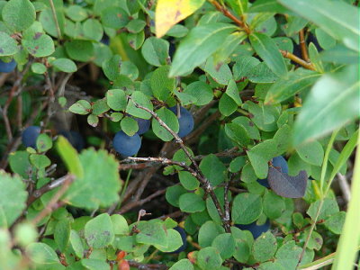 DSC00803 2.JPG