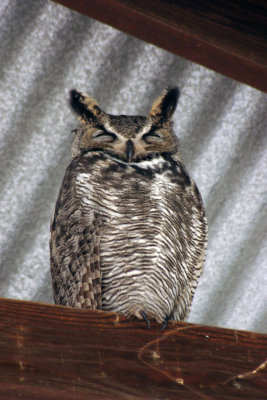 Great Horned Owl