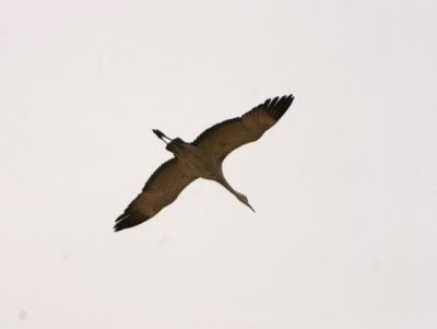 Sandhill Crane