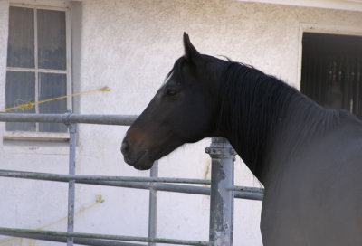 Chancery Court...Son of the great Seattle Slew