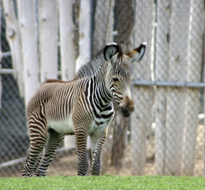 A Baby Grevy's Zebra