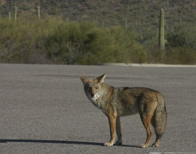 Coyote Waiting