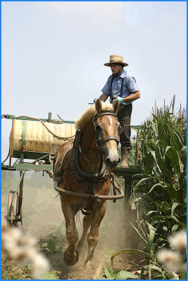 The Amish Way