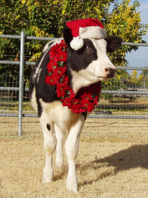 Christmas Cow