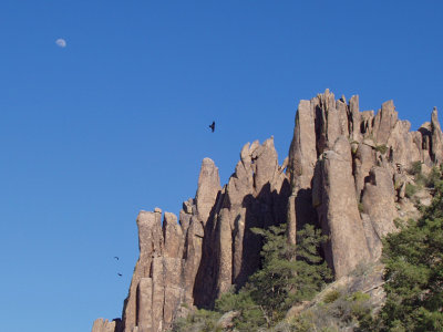 Ravens soaring near the pinnacles