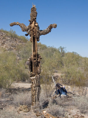 John and the saguaro skeleton