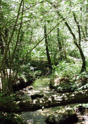 Bois & forêts