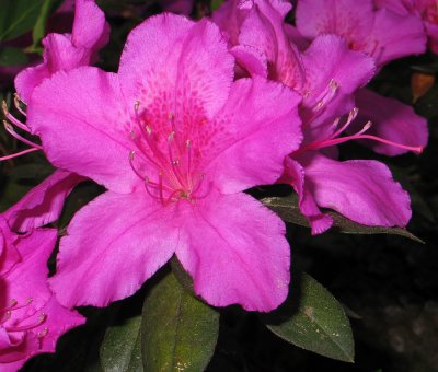 Azalea.jpg