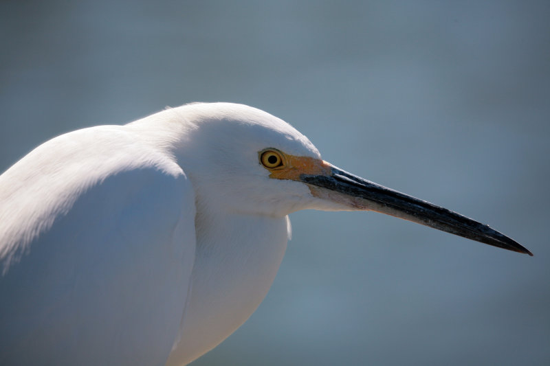 Snowy Egret.JPG