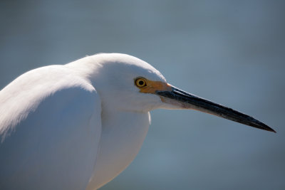 Snowy Egret.JPG