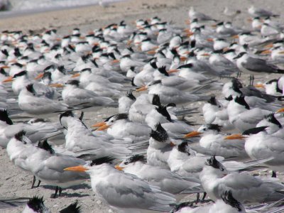 Royal Terns