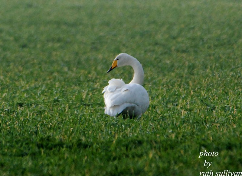 Whooper Swan