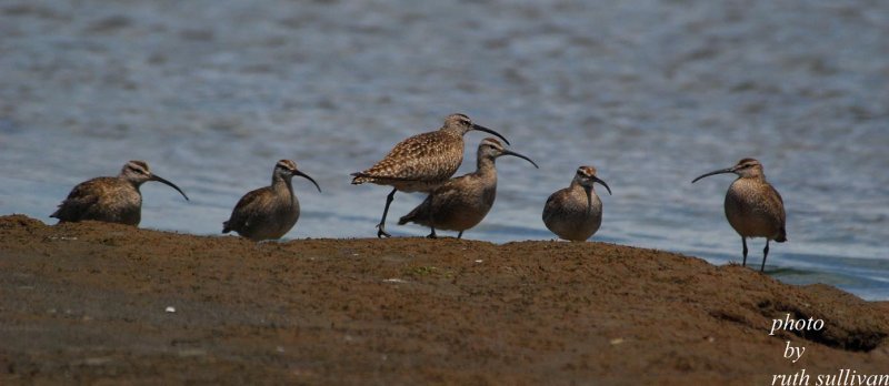 6 Whimbrel