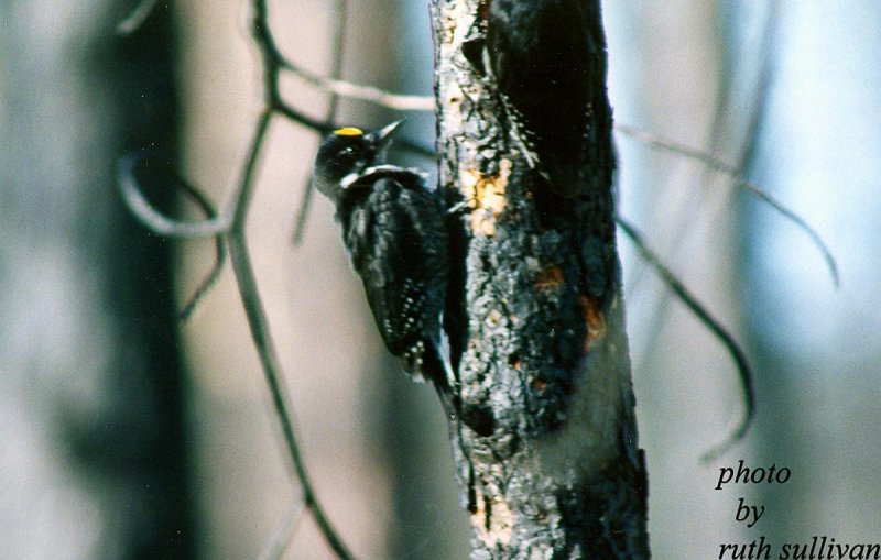 Black-backed Woodpecker(male)