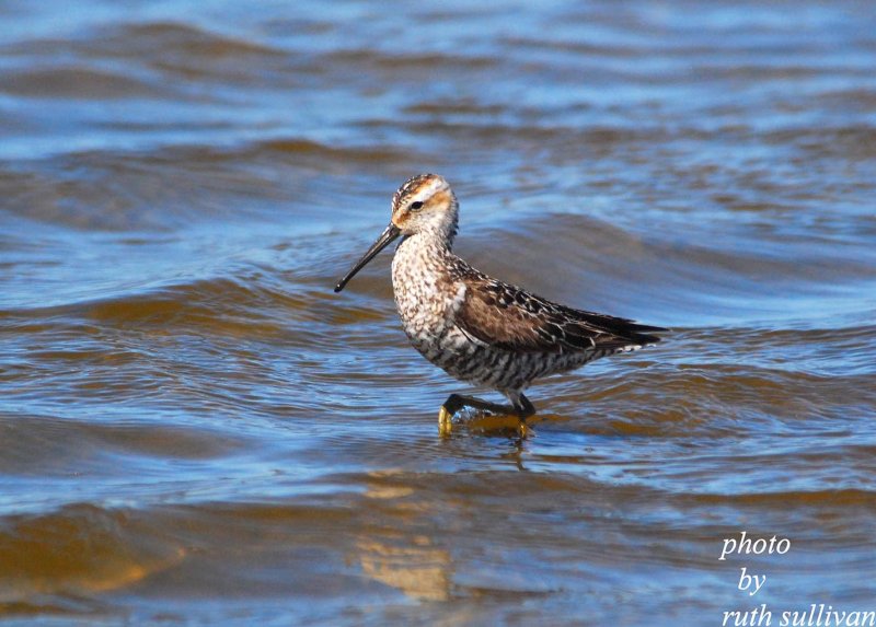 Stilt Sandpiper