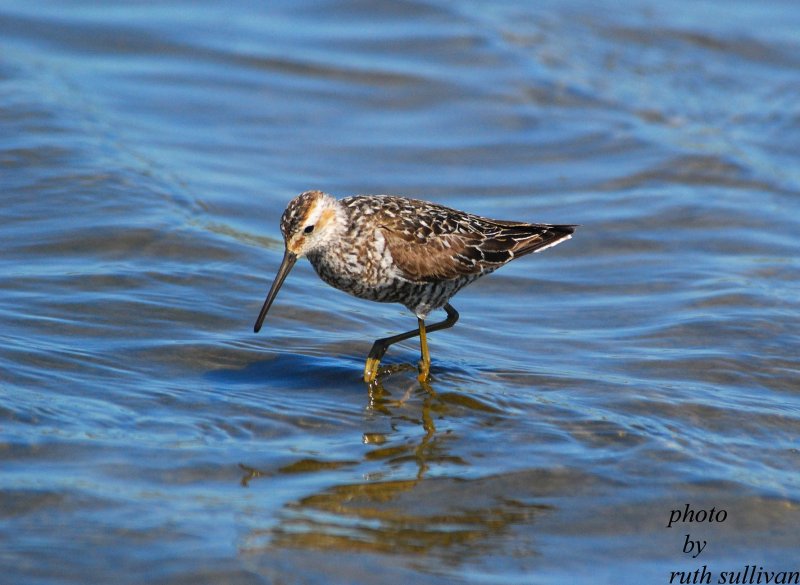 Stilt Sandpiper