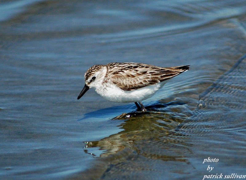 Semipalmated Sandpiper(adult bird)