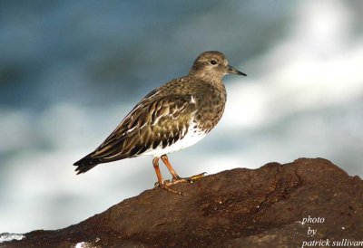 Black Turnstone