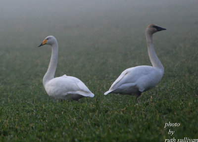 Whooper Swan(with Trumpeter Swan)