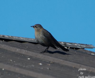 Rusty Blackbird(female)