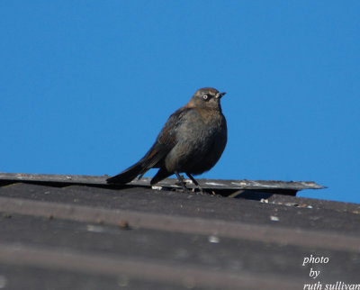 Rusty Blackbird(female)