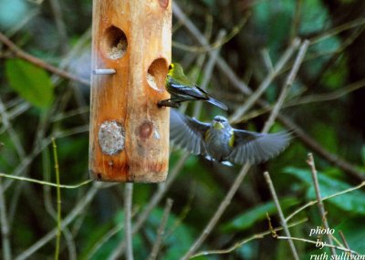 Townsend's and Yellow-rumped Warbler