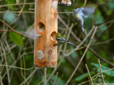 Townsend's and Yellow-rumped Warbler