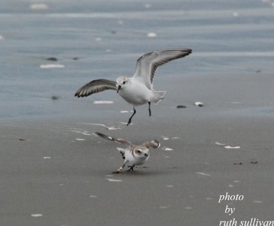 Snowy Plover(with Sanderling)