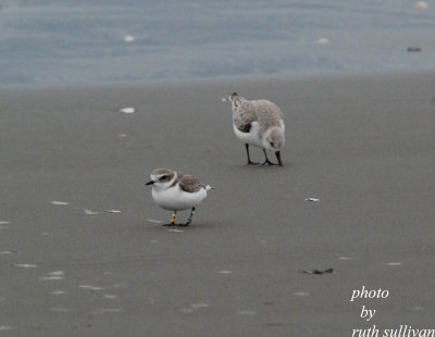 Snowy Plover(with Sanderling)