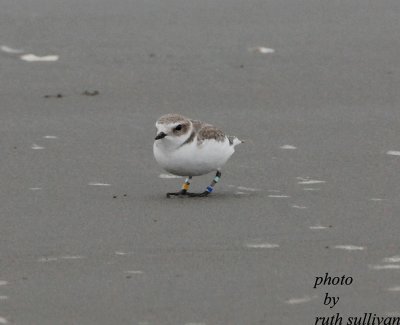 Snowy Plover(banded)