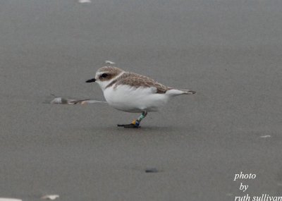 Snowy Plover(banded)