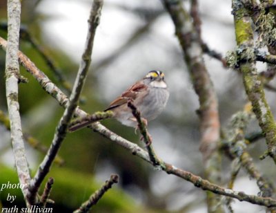 adult White-throated Sparrow(white-striped form)