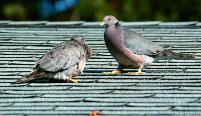 Band-tailed Pigeons