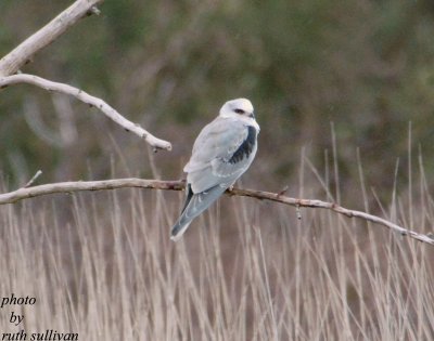 White-tailed Kite