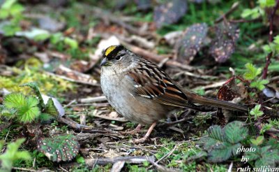 Golden-crowned Sparrow(adult)