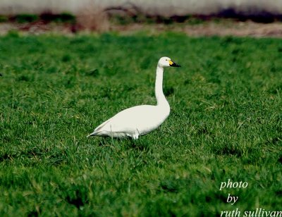 Bewick's Swan