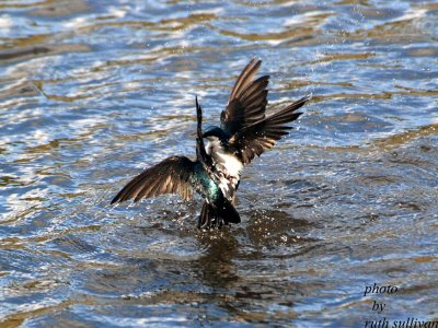 Tree Swallows