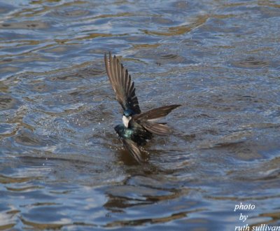 Tree Swallows