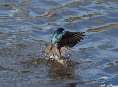 Tree Swallows