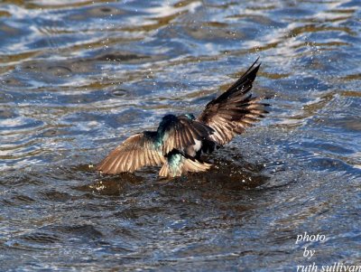 Tree Swallows