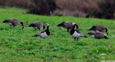 barnacle_goose_photos
