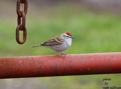 Chipping Sparrow(adult)